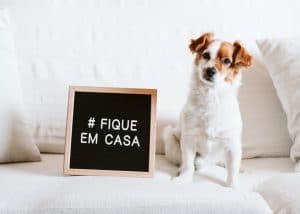 Cuidados com os pets no condomínio em tempos de coronavírus
