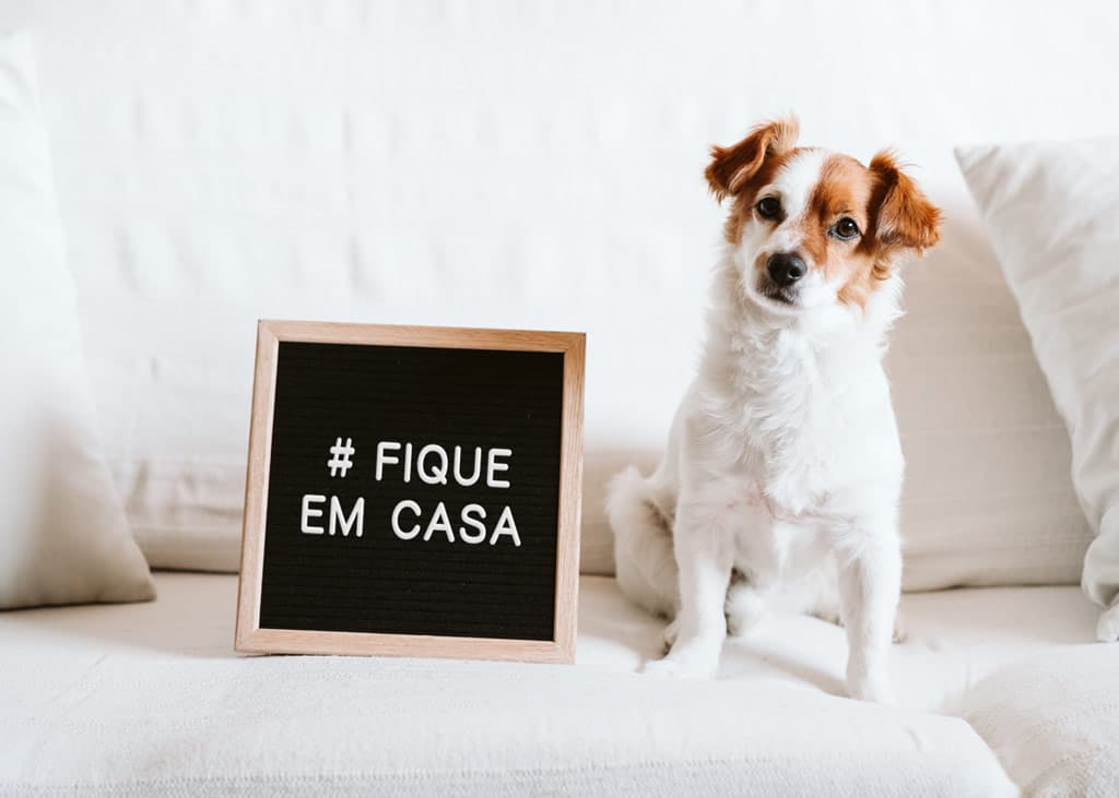 Cuidados com os pets no condomínio em tempos de coronavírus
