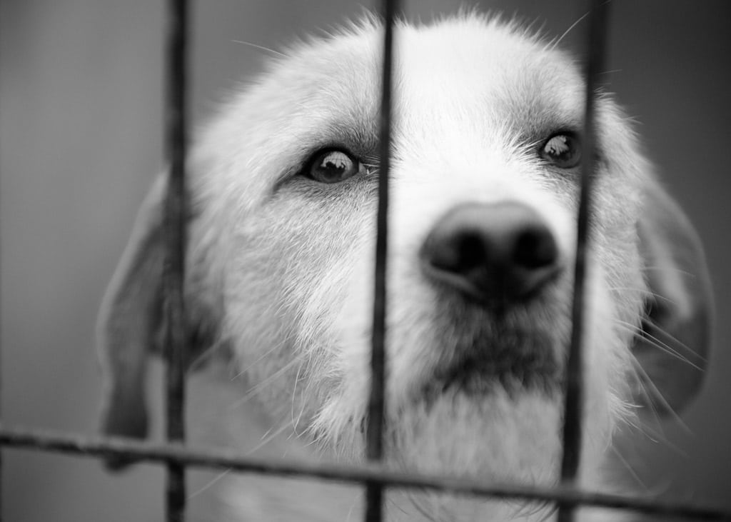 novo-projeto-de-lei-492-obriga-sindico-a-denunciar-maus-tratos-a-animais