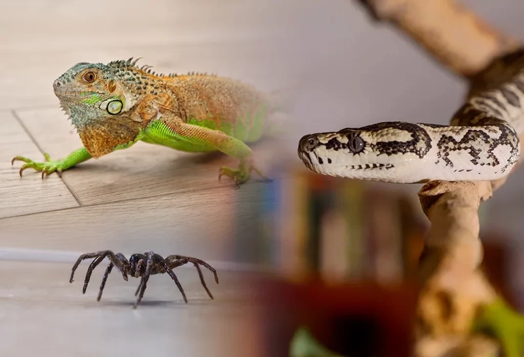 animais exóticos em condomínios