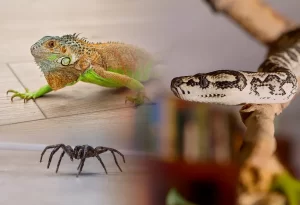 animais exóticos em condomínios